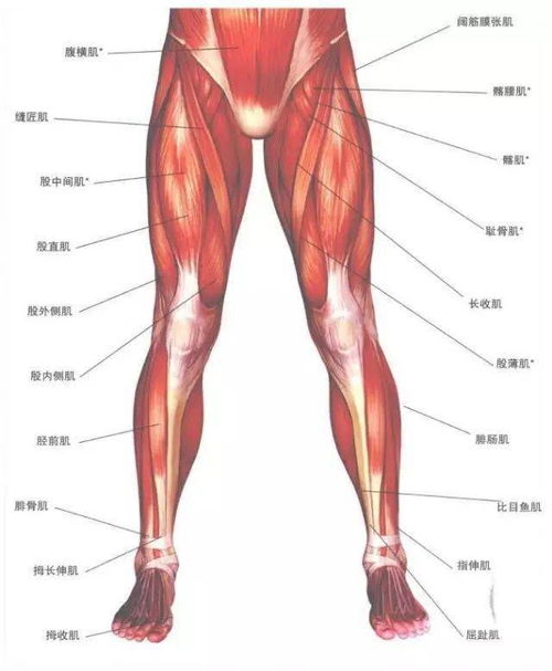 FITNESS 这些增肌原理,只有10 的健身者知道