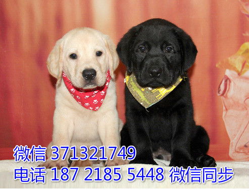 青岛特惠 拉布拉多犬出售纯种幼犬 青岛犬舍狗场在哪里