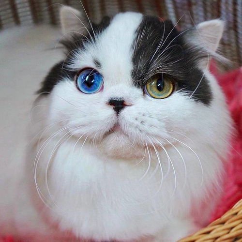 为什么养猫的人越来越多 猫奴 先看看它们眼睛就知道了