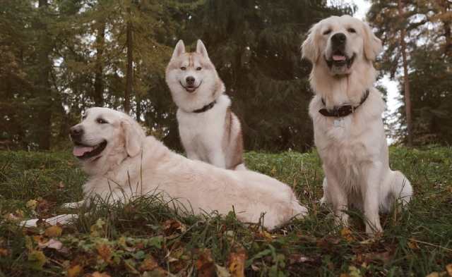 最温顺的三种狗狗,第一种容易丢,第三种拆家技术一流