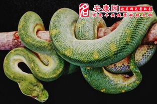 梦见一条带绿色的大蟒蛇