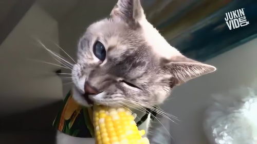 你家猫吃玉米吗 这有个猫咪在吃玉米,吃得好费劲 