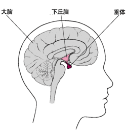 默克家庭诊疗手册第144节 垂体疾病症状 治愈方法 诊断 