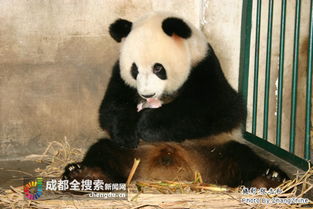 大熊猫遇到这种情况会 假怀孕 熊猫冷知识你知道多少