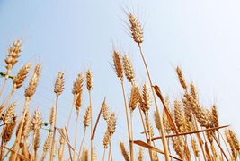 中储粮被指为小麦最大炒家 每斤可赚5分钱国家补贴 