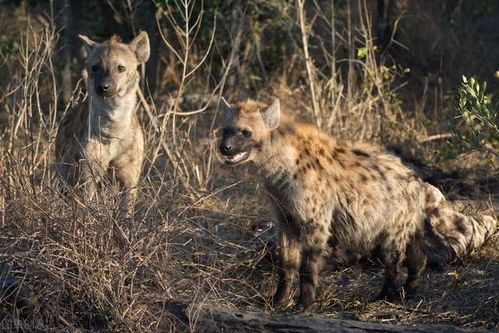 非洲野狗群vs鬣狗群,如果这两种野兽发生群殴,谁会笑到最后呢