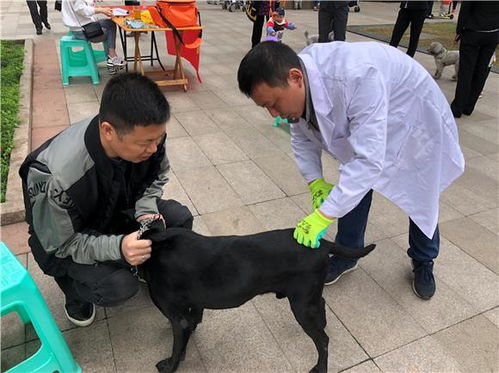 渝北开展春季动物防疫活动 防止宠物因病伤人伤畜