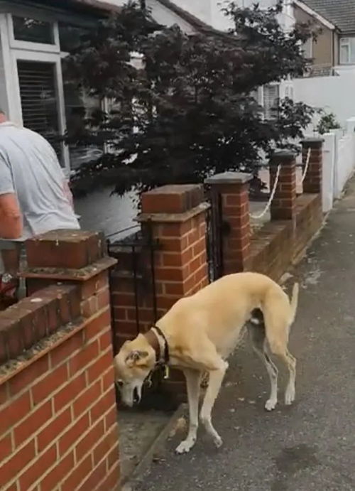 主人带着腿瘸的狗狗去检查,发现它竟是装的,但装瘸的原因很暖心