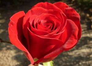 玫瑰花象征什么精神 玫瑰花比喻人的品质