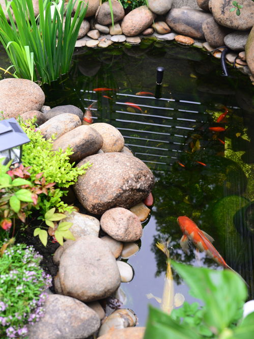 花一万元,在院子里建了个 原生态鱼池 ,太漂亮了