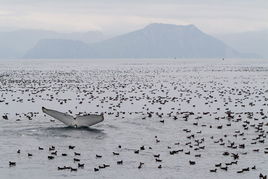 奇趣自然 镜头记录巨鲸精彩生活图片 