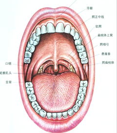 是是非非的扁桃体 