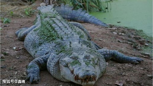 翘班爬水管外出 印尼工人遭鳄鱼猛咬下水,4天后发现其残骸