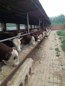 养殖技术 肉牛要想增重都有哪些好方法 