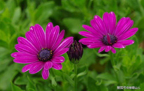 紫艳半开篱菊静,红衣落尽渚莲愁 菊花