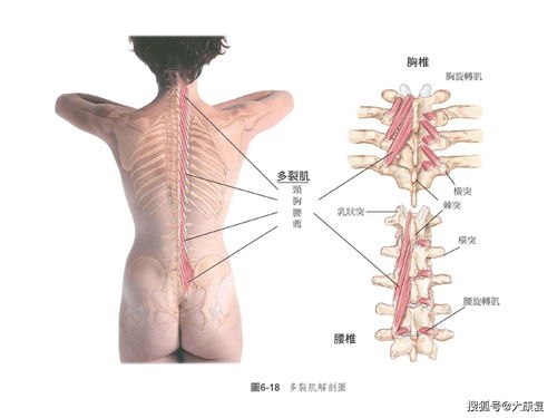 核心肌力理论在运动健身和康复中的应用 