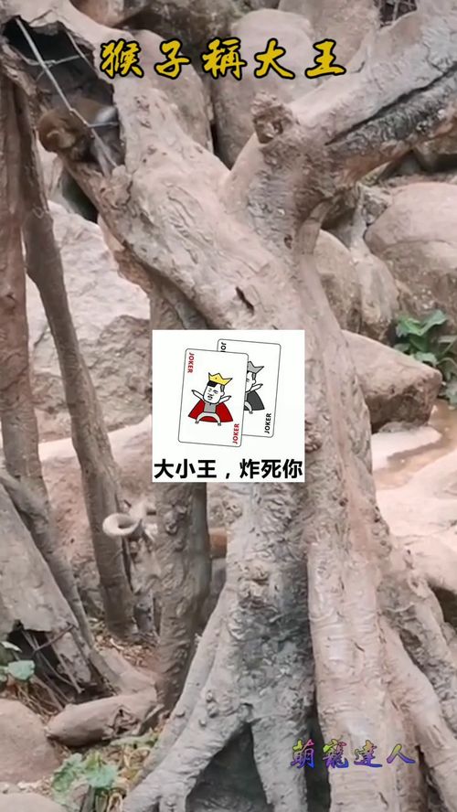 山中无老虎,猴子称大王 