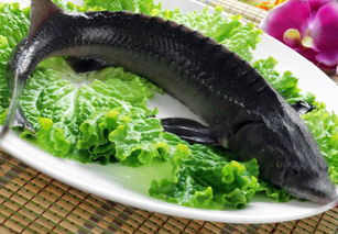 人工养鲟鱼吃什么食物,中年鲟鱼吃什么饵料？