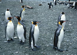 企鹅世界0208 企鹅世界图 动物图库 憨态可掬的企鹅 