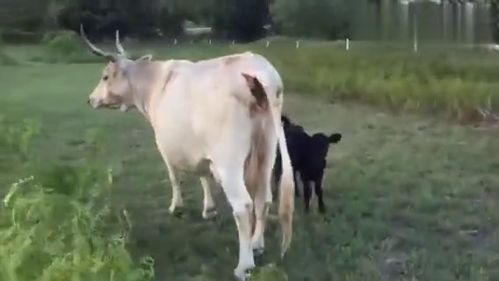 和大牛们外出散步的一头小牛犊 