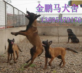 巴东县哪里有卖半大杜高犬的