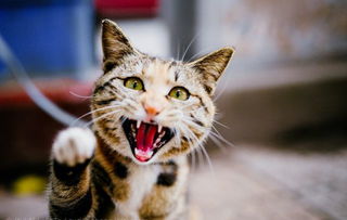 猫咪为什么会抓或咬主人 如何纠正猫咪的攻击行为