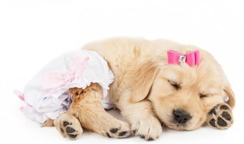 狗狗纸尿裤可不是幼犬专属,当狗狗老去,它可能也需要使用纸尿裤