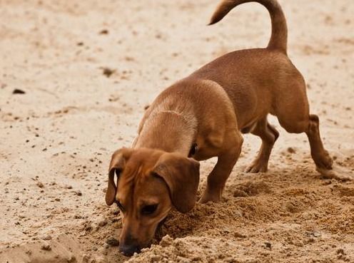狗狗总是喜欢在地上刨坑,这是什么原因呢,你家的狗子会不会是也这样