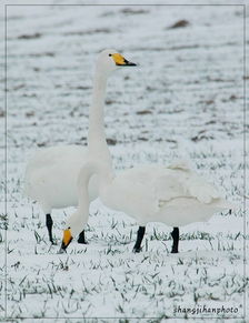 雪中鹅 