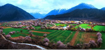 三月去西藏林芝看桃花,聆听春天的声音