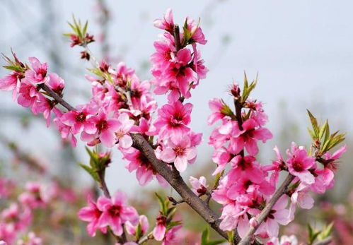 3月桃花财运接踵而来,运势旺到爆棚,财运爆棚的生肖