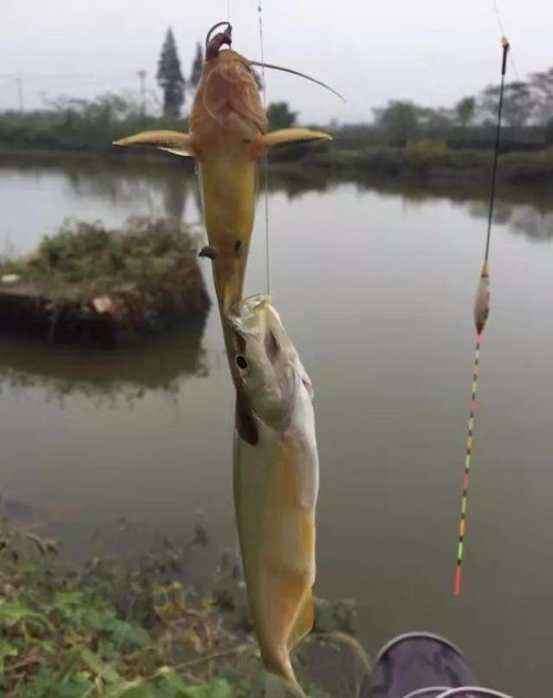 蚯蚓钓鱼真没必要调漂,学会这样钓,简单实用,避小钓大