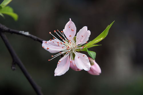 园子里的桃花开了