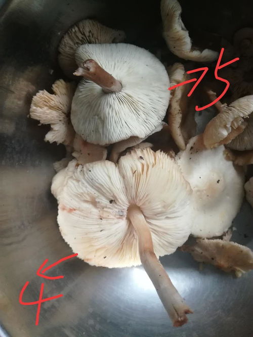 这五种都是什么蘑菇,可以吃么 