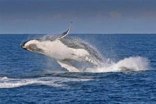 鲸 彩菲利普岛
