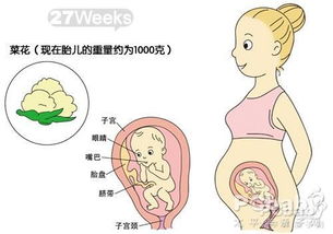 怀孕27周胎儿发育图 怀孕七个月胎儿发育过程图 孕妇常识 