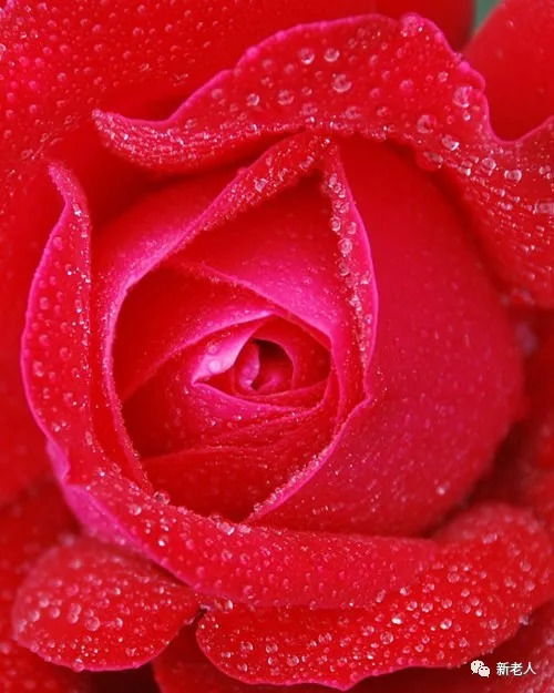今天9月10日教师节,最美的玫瑰献给您 教师节快乐