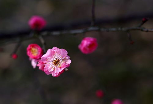 说以下三大生肖命好,贵人旺,注定是幸福的