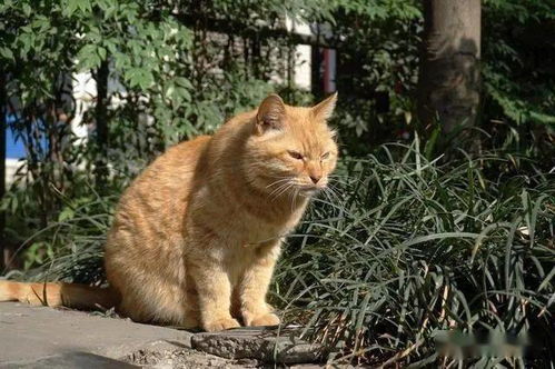 流浪橘猫遭遇二次遗弃,从胖橘瘦成皮包骨,弃养理由很可笑