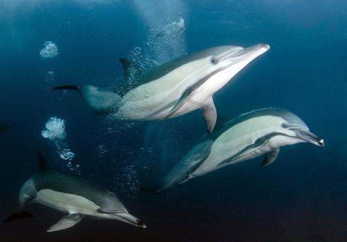 鲨鱼为什么不吃海豚 不是不想, 而是不敢