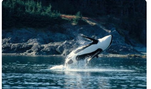 加拿大最孤独的虎鲸,5个孩子相继离世,如今选择撞玻璃自残