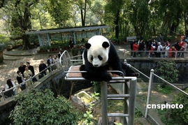 团团圆圆 效应初显 福州熊猫吸引台游客增3倍 