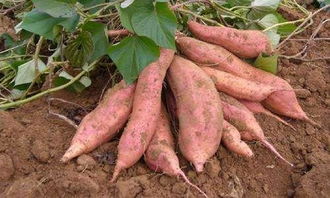 红薯亩产量一般能达到多少斤,红薯亩产量，红薯亩产多少斤？