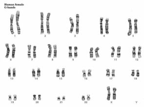 什么是染色体组