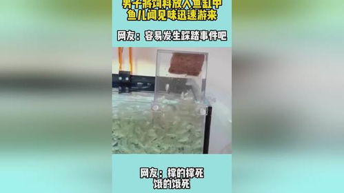 男子将饲料放入鱼缸中 鱼儿闻见味迅速游来