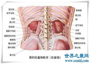 最强揭秘 人体最大的器官是什么 