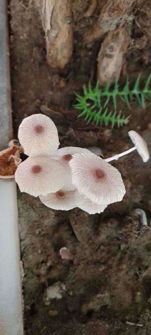 花盆里长出蘑菇,有毒吗,这是什么蘑菇啊 