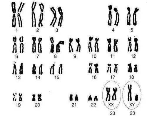 陈根 自然 研究,XY染色体配对解密