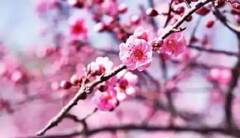 关于桃花美景的诗句