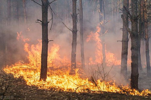 继加州山火后非洲最高峰乞力马扎罗山也燃起大火 我们该如何预防森林火灾